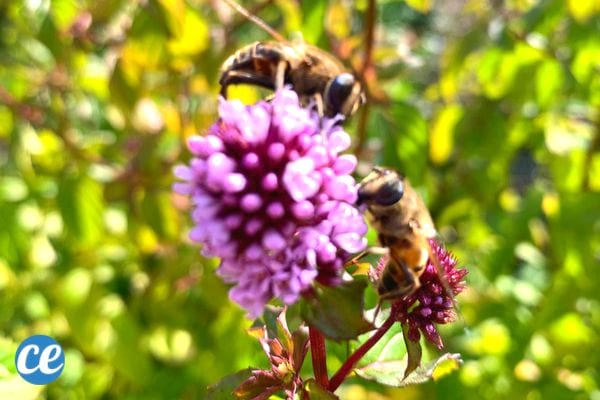 Des abeilles qui butinent sur une fleur de mélisse, une plante médicinale aux nombreux bienfaits.