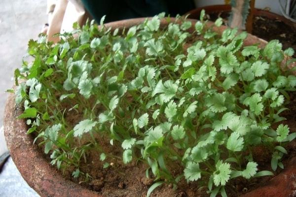 feuilles de carvi qui poussent dans un pot