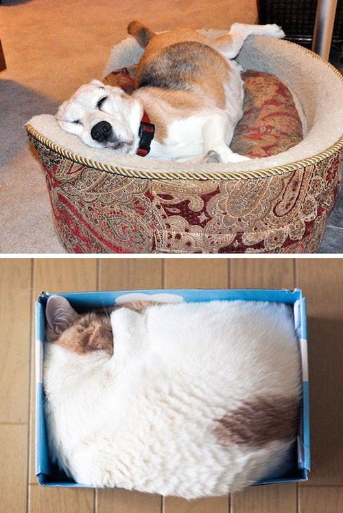 Chien et chat dormant les deux dans deux endroits différents