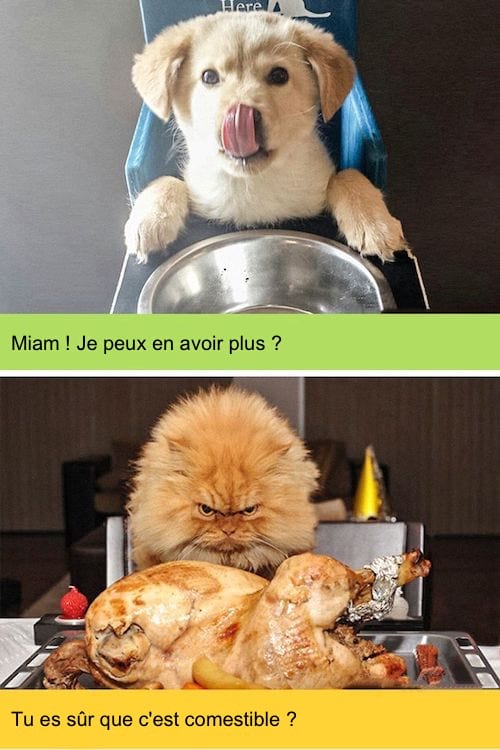Chien et chat attablés prêt à manger