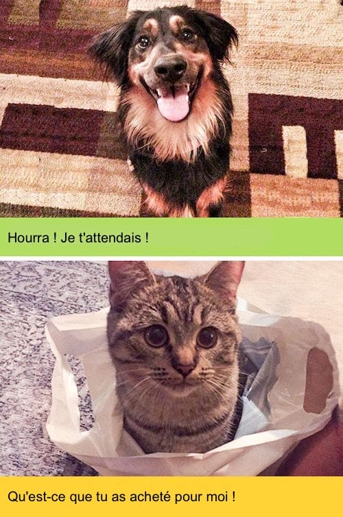 Chien et chat avec une douce expression faciale