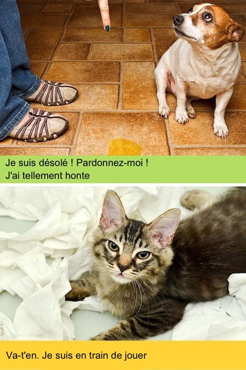 Chien et chat avec une expression faciale inquiète
