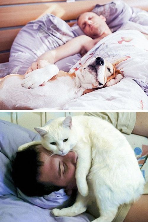Chien et chat dormant avec leurs propriétaires