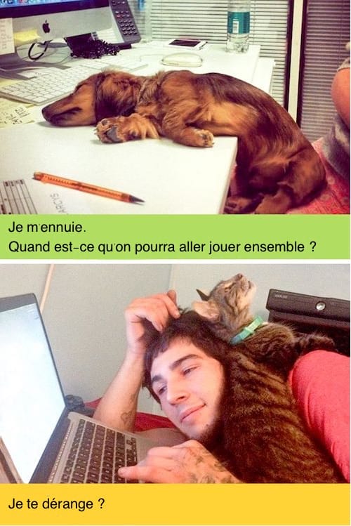 Un chien dormant sur un bureau tandis que le chat est sur son maître