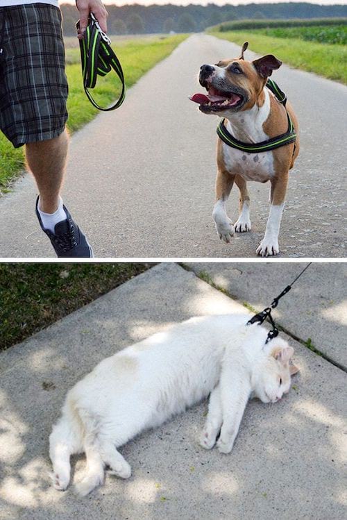 Chien pendant la promenade sans laisse contrairement au chat qui dort au sol