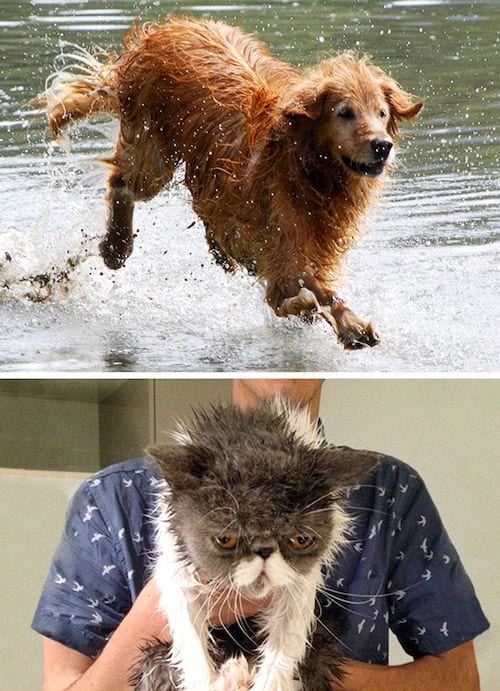 Un chien qui sort de l'eau en beauté tandis que le chat est tout mouillé avec un air malheureux