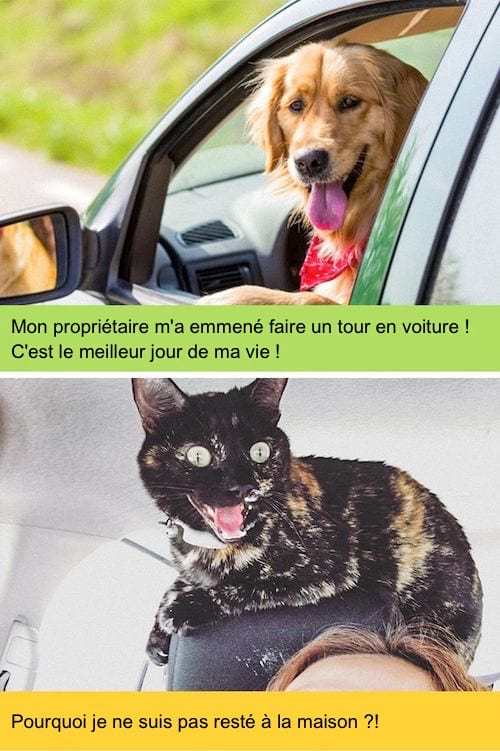 Chien et chat faisant un tour en voiture mais non pas les mêmes expression faciales