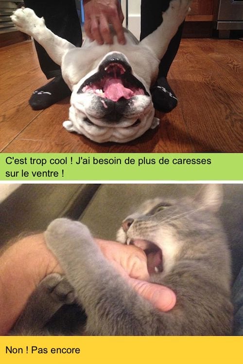 Chien couché sur le dos appréciant les caresses qu'on lui fait contrairement au chat qui mord son maître