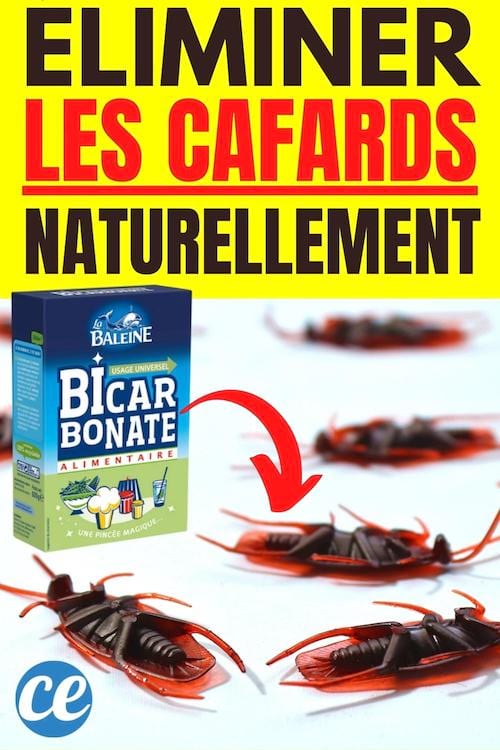 cafards morts et bicarbonate de sodium