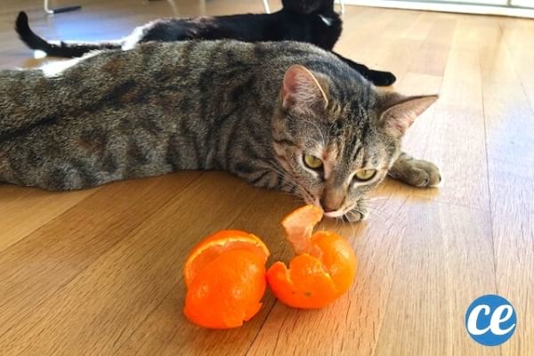 écorce de clémentine pour éloigner les chats