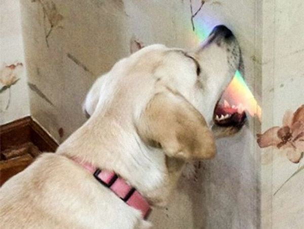 Un labrador croyant mordre de la lumière sur le mur