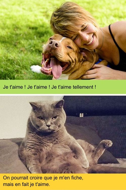 Un chien heureux avec sa maîtresse contrairement au chat qui paraît distant