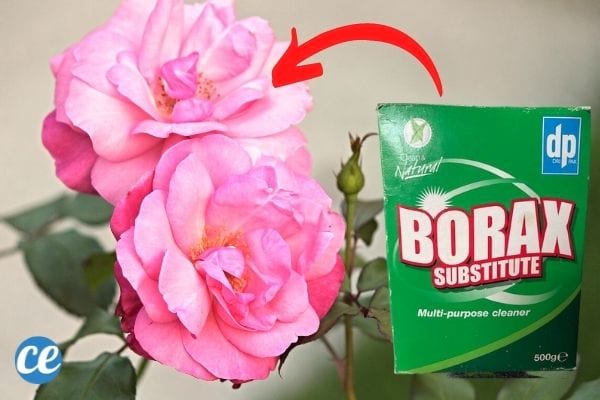 pink rosebush in bloom and box of borax powdery mildew treatment