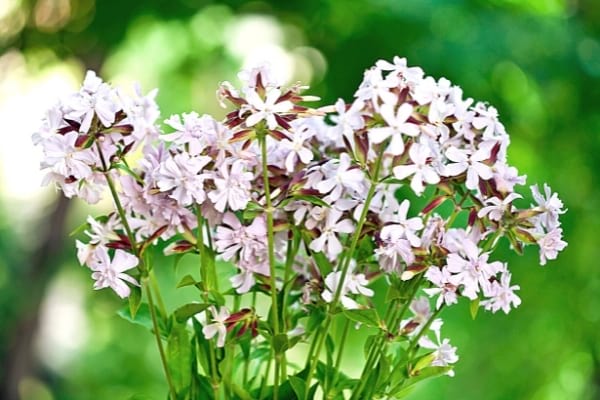 fleurs de saponaire pour laver le linge