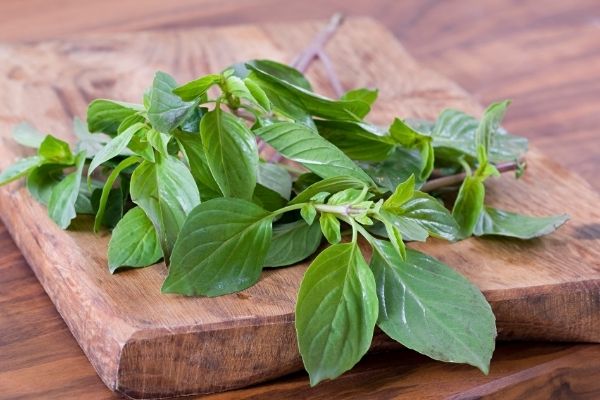 Par Quoi Remplacer la Coriandre ? 6 Alternatives à Cette Herbe Aromatique.