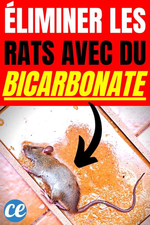 L’Astuce Pour Se Débarrasser des Rats Avec du Bicarbonate (Naturelle et Radicale).