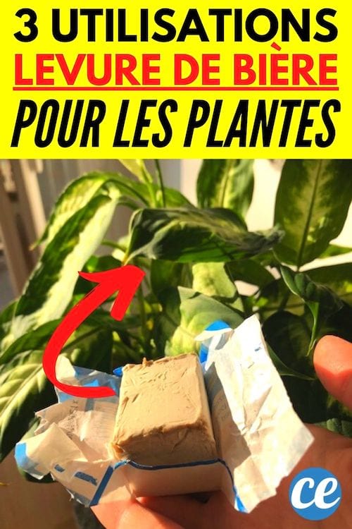 cube de levure de bière devant une plante verte