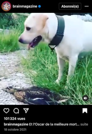 Vidéo d'un canard qui fait le mort à télécharger sur Instagram