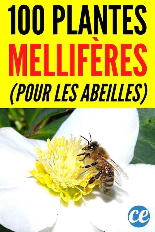 top 100 des plantes meillifères pour les abeilles