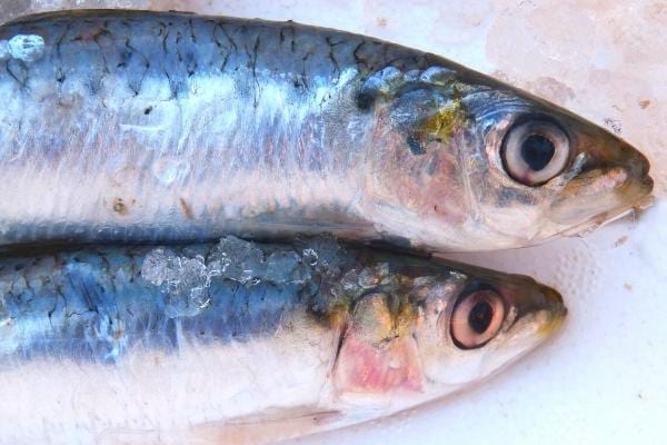 2 sardines crues riches en cholestérol