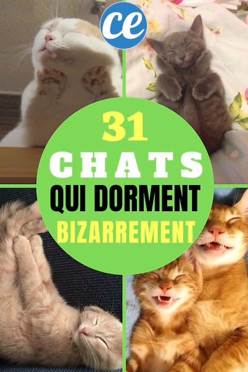 Photos mignonnes de chats endormis