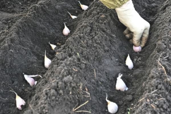 bulbe ail mis en terre