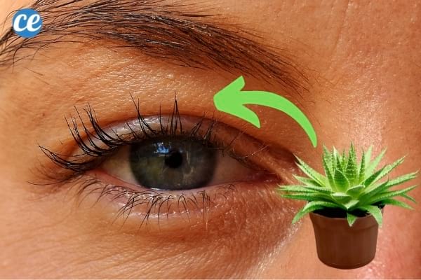 aloe vera sur les cils pour les faire pousser plus vite