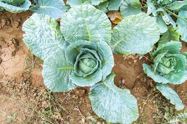 jeune chou dans la terre