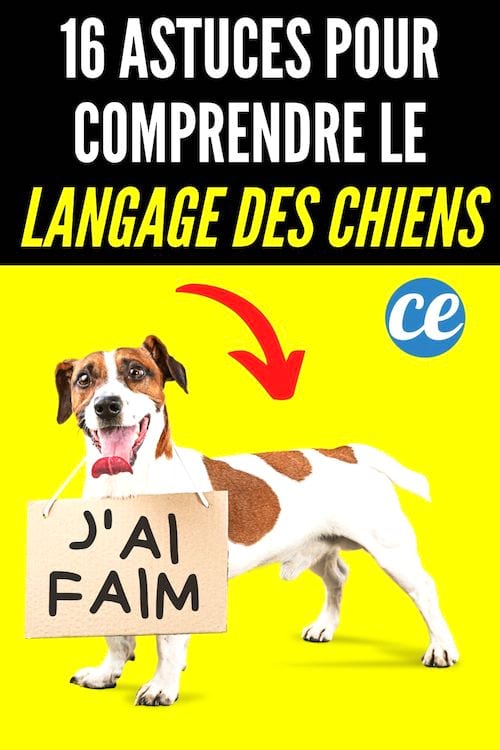 16 Astuces pour mieux comprendre le langage des chiens.