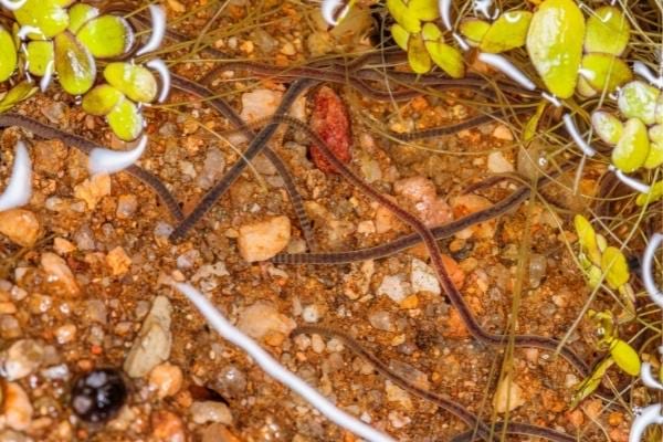 Des nématodes parasites pour se débarrasser naturellement des mouches du terreau