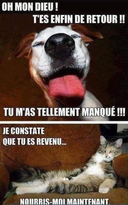 Un chien qui est trop content de voir son maître rentrer et un chat qui attend d'être nourri