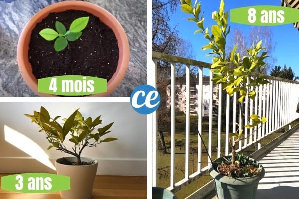 planter un pépin de citron : 3 phases de croissances