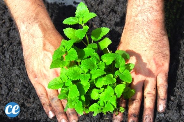 Des mains qui mettent de la mélisse en terre.
