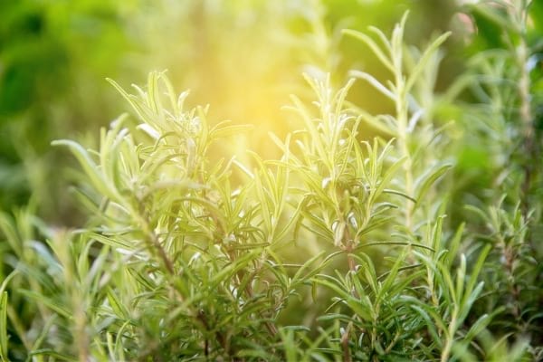 pied de romarin bon pour la santé