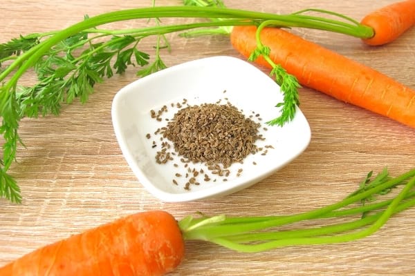 graines de carottes dans une assiette blanche
