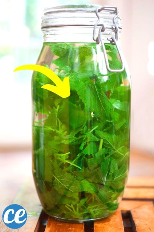 Un grand bocal en verre pour infuser des feuilles de mélisse fraîchement cueillies. 
