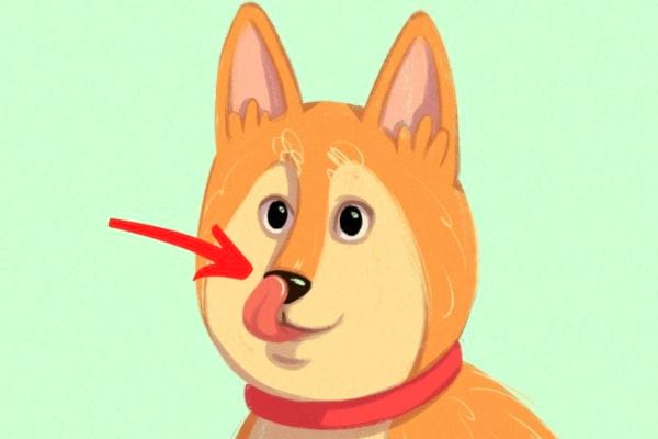 A dog licks his muzzle because he is stressed.