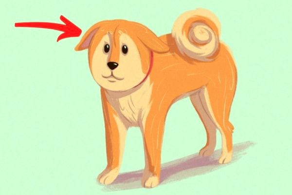 A dog with folded ears is afraid or does not feel safe.