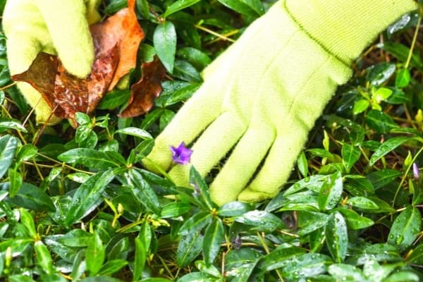 nettoyer massif de fleurs