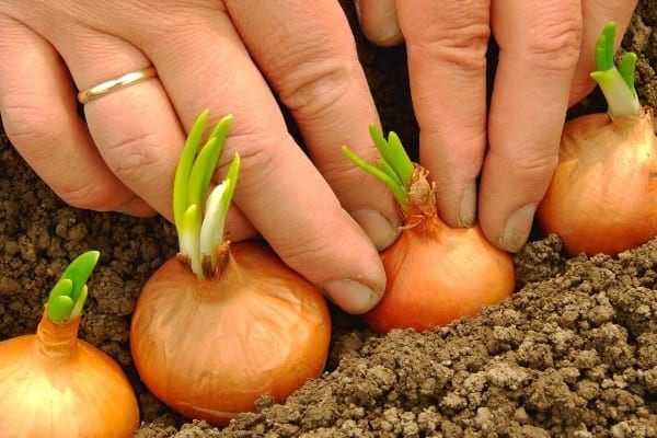 oignon dans la terre plantation