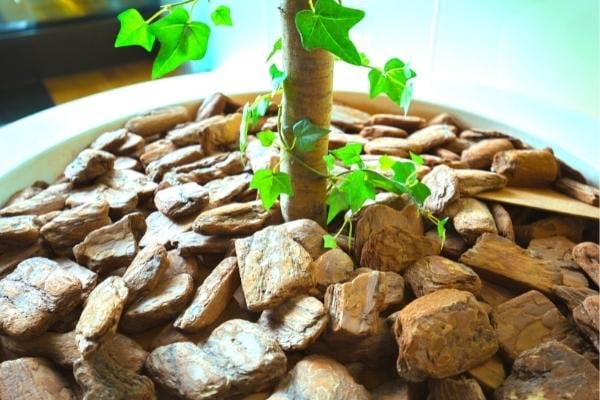 Un paillis dans un pot de fleurs pour se débarrasser naturellement des mouches du terreau