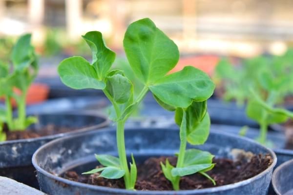 jeune pousse de petit pois