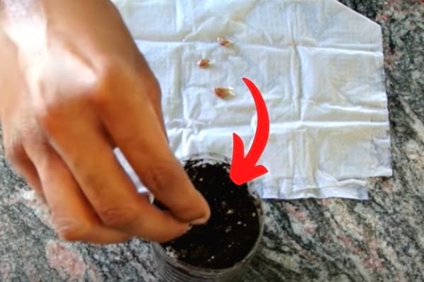 planter pépin de citron dans un pot de terre