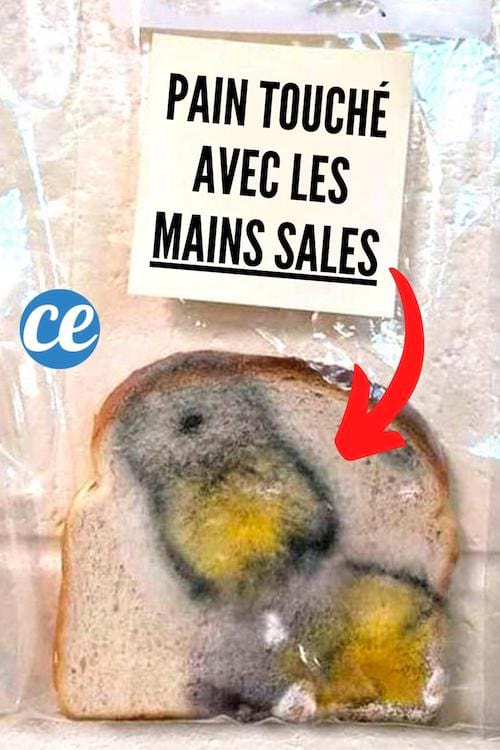 Du pain touché par des mains sales qui a moisi à cause des bactéries
