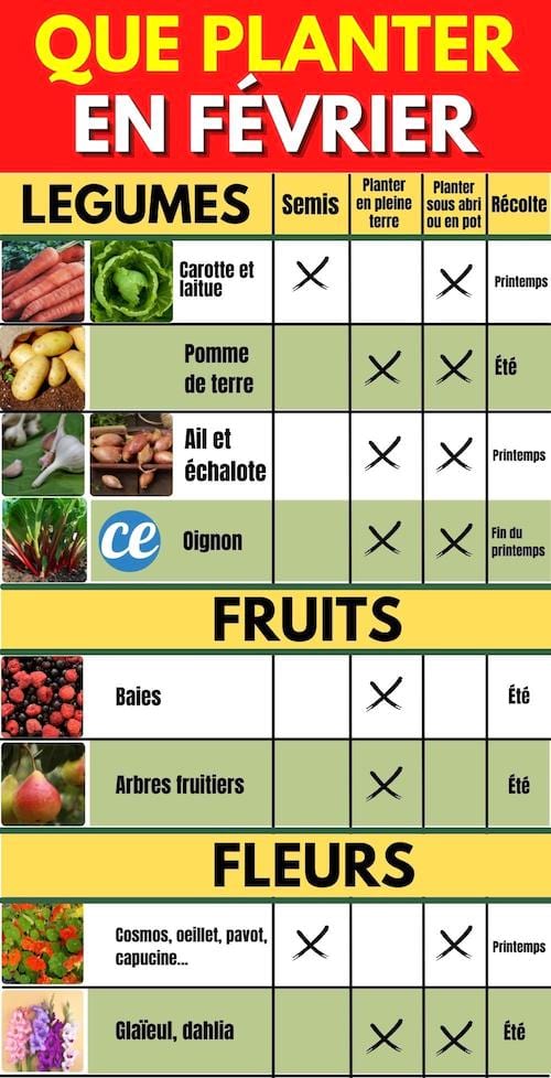Les fruits et légumes à planter dans le jardin au mois de février