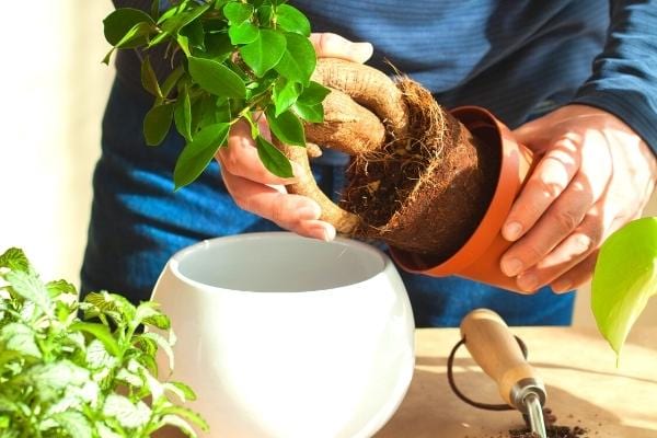 Un rempotage d'une plante pour se débarrasser des mouches du terreau