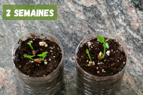 pousse de pépin de citron après 2 semaines