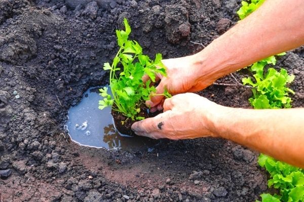 planter du persil dans la terre