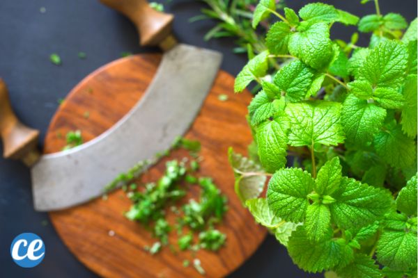 15 Bienfaits et Utilisations de la Mélisse, une Plante Médicinale Magique.