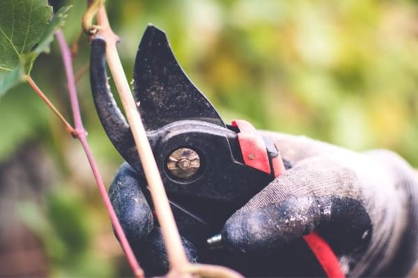 sécateur pour tailler la vigne